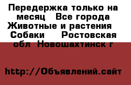 Передержка только на месяц - Все города Животные и растения » Собаки   . Ростовская обл.,Новошахтинск г.